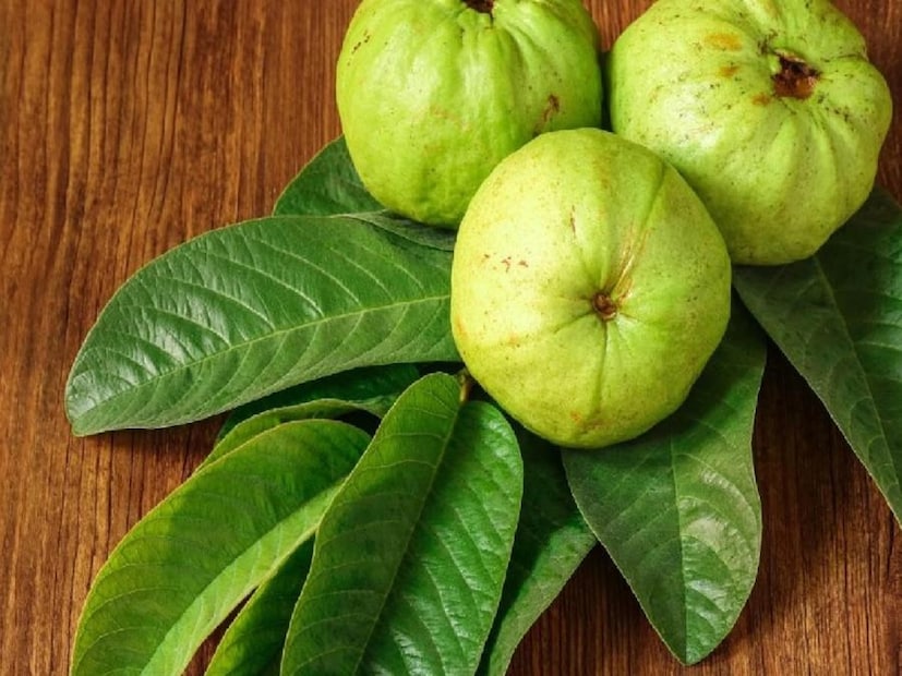 শীতে পেয়ারা খাওয়ার একটা আলাদা আনন্দ আছে। এই ফলটি ফাইবার, ভিটামিন সি এবং অন্যান্য পুষ্টিগুণে ভরপুর। বাজারে এই ফল বিক্রি হয় ৬০ থেকে ৮০ টাকায়। প্রায়ই এর গুণমান নিয়ে প্রশ্ন ওঠে। কারণ অনেক সময় এতে পোকামাকড় পাওয়া যায়। এটি শুধুমাত্র ফলের গুণমানকে প্রভাবিত করে না, তবে এটি খাওয়ার ফলে স্বাস্থ্য সমস্যাও হতে পারে। কয়েকটি টিপস যার সাহায্যে ভাল এবং খারাপ পেয়ারার ফারাক বুঝতে পারবেন।