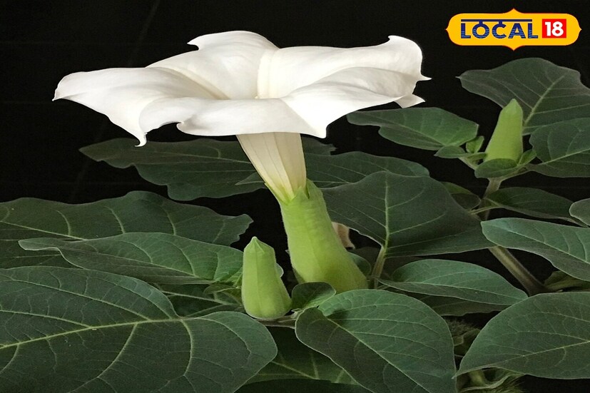 *এই সময়ে ধুতুরা গাছকেও খুব শুভ বলে মনে করা হয়। ধুতুরা ফুল নিবেদন করলে ভগবান শিবের আশীর্বাদ বর্ষিত হয়। শাস্ত্র অনুসারে, ধুতুরাকে ভগবান শিবের বাসস্থান বলে মনে করা হয়। এটি ভগবান শিবের খুব প্রিয়। শ্রাবণ ও শিবরাত্রির মাসে শিবলিঙ্গে ধাতুরা নিবেদন করা হয়। শ্রাবণ মাসে ধুতুরার চারা রোপণ করে মহাদেব সন্তুষ্ট হন।