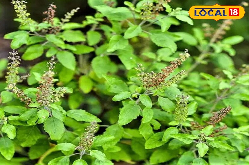 *শ্রাবণে বাড়িতে তুলসী গাছ লাগানোও শুভ বলে মনে করা হয়। এই গাছটি ঘরে সুখ, শান্তি এবং ইতিবাচক শক্তি নিয়ে আসে। ১২ মাস ধরে তুলসীর পুজো করা হয়। তবে শ্রাবণ মাসে বাড়িতে তুলসী গাছ লাগানো সবচেয়ে শুভ। তুলসী গাছের পুজো করার প্রথা অনাদিকাল থেকে চলে আসছে।