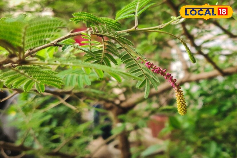 *শ্রাবণ মাসে শামি গাছ লাগানোও খুব শুভ বলে মনে করা হয়। ভগবান শিবের প্রিয় হওয়ার পাশাপাশি এই গাছটি ঘরে ইতিবাচক শক্তি নিয়ে আসে। বাড়িতে এই গাছ লাগালে বাস্তুর ত্রুটিগুলিও দূর হয়। এছাড়াও, এই গাছটি রোপণ করলে শিবের সঙ্গে সঙ্গে শনি দেবতার আশীর্বাদ পাওয়া যায় বলে মনে করা হয়। বাড়ির উত্তর দিকে শামি গাছ লাগানো সবচেয়ে শুভ বলে মনে করা হয়।