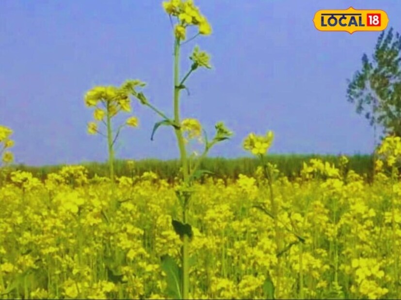 সরষে আমাদের হজম প্রক্রিয়াকে শক্তিশালী করতে সহায়ক। এটি কোষের বিপাকীয় ক্ষমতা অপ্টিমাইজ করে ক্ষতিকারক জিন প্রতিরোধ করে, যা শরীরের ইমিউনিটি শক্তি বাড়াতে অত্যন্ত কার্যকর।