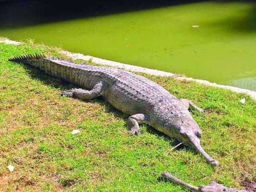 যদি এর উপরে পদক্ষেপ নেওয়া হয় তাহলে স্থানীয় মানুষজন যে আতঙ্কের মধ্যে রয়েছেন তারা গঙ্গায় চান করতে নামতে পারছেন না গঙ্গার ঘাটে আসতে পারছেন না। তা দূর হবে।