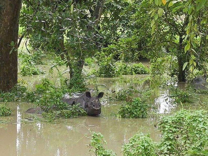 অসমে ভয়াবহ বন্য়ায় বিপন্ন কাজিরাঙা জাতীয় উদ্যান। বন্যায় জলমগ্ন হয়ে পড়েছে বন দফতরের ১৬৭টির মধ্যে ২০৬টি তাঁবু। (ছবি: এক্স থেকে)