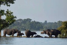 বন্যায় ক্ষতিগ্রস্ত কাজিরাঙা, মৃত একাধিক পশু, সাঁতরে আপ্রাণ বাঁচার চেষ্টা অবলাদের