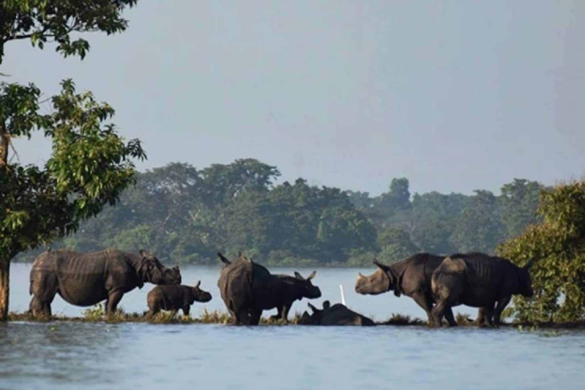 বন্যায় ক্ষতিগ্রস্ত কাজিরাঙা, মৃত একাধিক পশু, সাঁতরে আপ্রাণ বাঁচার চেষ্টা অবলাদের