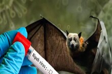 বাদুড়ে মুখ দেওয়া ফল থেকেও ছড়ায় নিপা ভাইরাস, ফল খাওয়ার সময় কী কী সাবধানতা মানবেন?