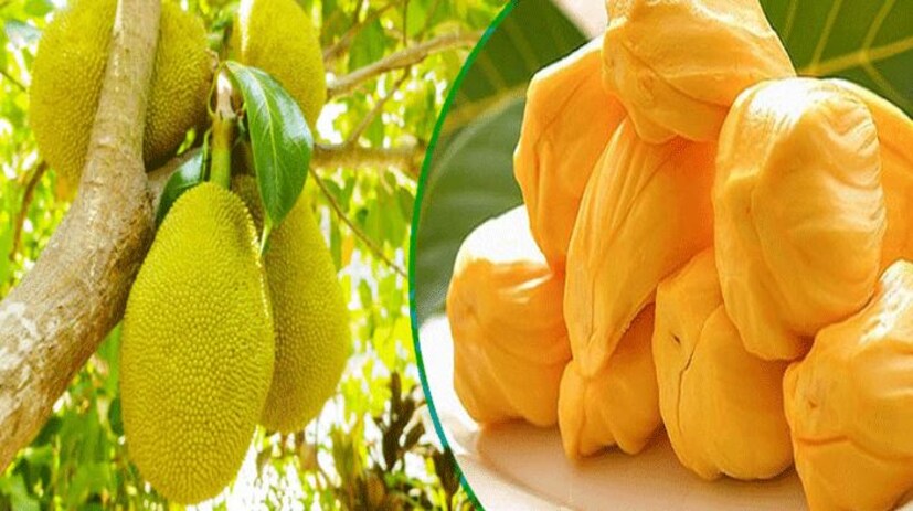 এসব উপকারের পাশাপাশি পাকা কাঁঠাল মানসিক স্বাস্থ্যের উন্নতি ঘটায় এবং শরীর সতেজতা প্রদান করে৷ স্বাস্থ্য সম্পর্কিত আরও তথ্যের জন্য পড়তে থাকুন৷ 