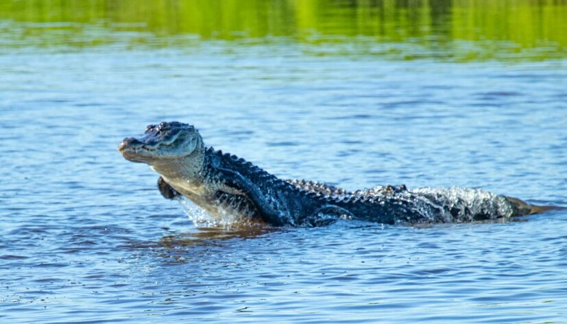তার দাবি বিগত বছর কয়েকের মধ্যেই এই কুমিরের এত উপদ্রব বেড়েছে গঙ্গায়। মানুষজন ভয় পাচ্ছে গঙ্গায় চান করতে নামতে।
