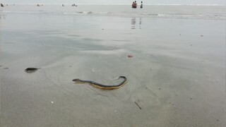 দিঘার পরে এবার বকখালি...! দেখা মিলল ভয়ঙ্কর বিষাক্ত এই জীবের... তুমুল আতঙ্কে পর্যটকেরা