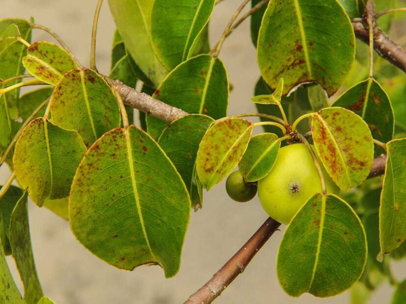 বিষাক্ত প্রাণীর কথা বললেই সবার আগে উঠে আসে সাপের কথা। যার একটা ছোট্ট কামড়েই মৃত্যু হয় মানুষের। 