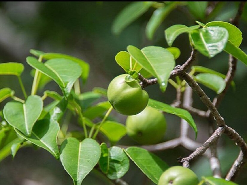 দক্ষিণ আমেরিকার উত্তরে ক্যারিবিয়ান দ্বীপপুঞ্জ এবং ফ্লোরিডায় পাওয়া যায় এই বিষাক্ত গাছ। গাছটিতে আপেলের মতো ফল হয়, ফল সমেত গাছটি থেকে নিঃসৃত তরল মানুষের শরীরে তীব্র বিষক্রিয়ার সৃষ্টি করে।