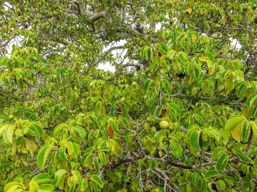 এই গাছের ফলে এক বার কামড় দিলেই গলা এবং মুখ জুড়ে অস্বস্তি শুরু হয়। পরে পেটে চলে গেলে মৃত্যু পর্যন্ত ঘটতে পারে। বর্তমানে ফ্লোরিডায় এই গাছ বিলুপ্তপ্রায়।
