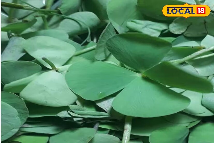 ডুয়ার্সের আদিবাসী মহল্লায় শুষনি শাক রান্না করা হয় সয়াবিন দিয়ে। কোনও রকম ভাজা নয়, সয়াবিন আলু ও বিভিন্ন সবজি দিয়ে তৈরি করা হয় শুষনি শাকের ঝোল।এই শাকটি রান্না করা হয় সয়াবিন দিয়ে। 