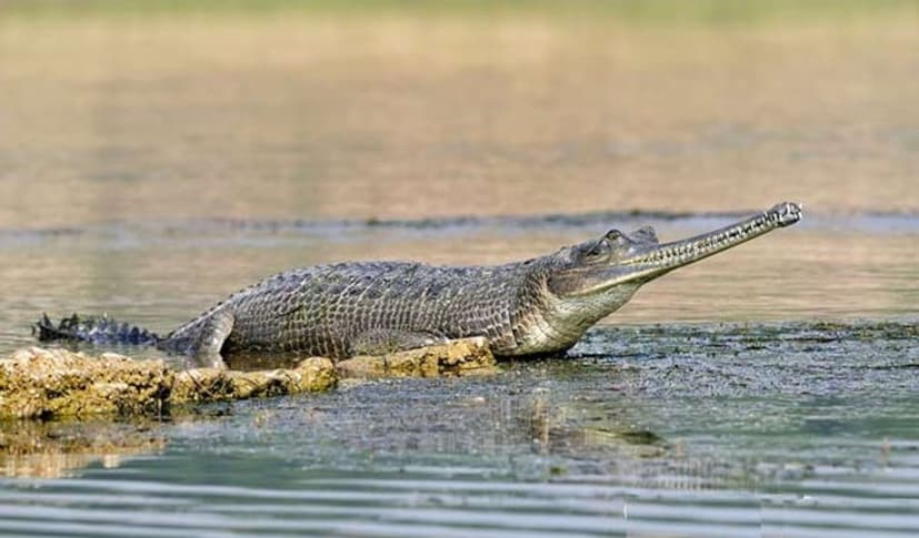 বেশ কিছুদিন যাবৎ প্রতিদিনই কোন্নগর হিন্দমোটর উত্তরপাড়া এলাকার গঙ্গায় রাজার মতন বিচরণ করছেন মেছ কুমির বা ঘড়িয়াল। সাঁতার কেটে মাছ শিকার করে বেড়াচ্ছেন বেড়াচ্ছে তিনি। জল যদিও তাদের বাসস্থান তবে মানুষের এই নতুন প্রতিবেশী যে ভয় ধরাচ্ছে মনের মধ্যে তা নিয়ে দুশ্চিন্তা রয়েছে বিস্তর।