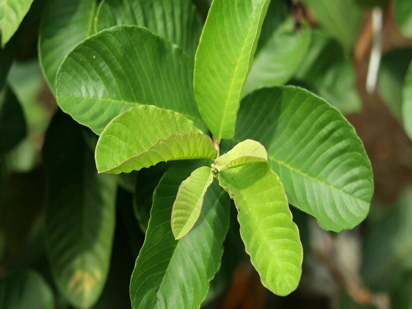 ক্যানসার প্রতিরোধ: প্রিয়াঙ্কা জয়সওয়াল জানান, পেয়ারা পাতায় শক্তিশালী অ্যান্টিঅক্সিডেন্ট থাকে, যা ক্ষতিকারক ফ্রি র‌্যাডিক্যালকে নিউট্রাল করে। এটি ক্যানসারের জন্য দায়ী কোষের ক্ষতি এবং মিউটেশনের ঝুঁকি কমাতে পারে। পেয়ারা পাতা নিয়মিত সেবন করলে কয়েক ধরনের ক্যানসার থেকে মুক্তি পাওয়া যায়।