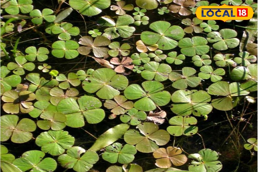 জানা যায় আদিবাসী সম্প্রদায়ের মানুষেরা নদী, পুকুর শুকিয়ে গেলে এই শাকটি নিয়ে আসেন পুকুর থেকে। তা আনার পর ছোট করে কেটে নেওয়া হয়। কচি পাতা রাখা হয়। অত্যাধিক হলুদ বা লাল রং ধারণ করা পাতাগুলি রান্নার কাজে ব্যবহার করা হয় না।