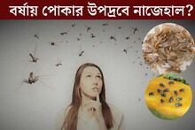 .বর্ষায় ঝাঁকে ঝাঁকে পোকার উপদ্রবে নাজেহাল? নিধনের ‘অস্ত্র’ তৈরি করুন নিজেই