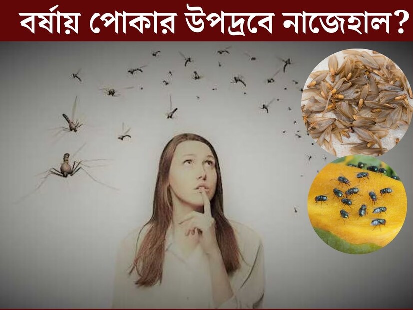 বহু প্রতীক্ষার পর এসেছে বর্ষা। মাঝে মধ‍্যে নেমে আসছে ঝমঝম করে বৃষ্টি। রোম‍্যান্টিক আবহাওয়ার মজা নিতে গিয়েও বাধ সাধছে পোকামাকড়ের উপদ্রব। বর্ষা আসায় গরম কমলেও বেড়েছে মশা, মাছি, বাদলা পোকা-সহ একাধিক পোকার উপদ্রব। 