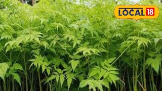 মাত্র কয়েক বছরেই বেড়ে উঠবে এই গাছ; আর এর কাঠ বিক্রি করে হয়ে উঠতে পারেন কোটিপতি! মাত্র কয়েক বছরেই বেড়ে উঠবে এই গাছ; আর এর কাঠ বিক্রি করে হয়ে উঠতে পারেন কোটিপতি!
