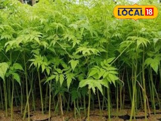 মাত্র কয়েক বছরেই বেড়ে উঠবে এই গাছ; আর এর কাঠ বিক্রি করে হয়ে উঠতে পারেন কোটিপতি!