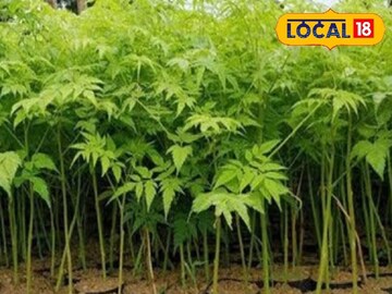 মাত্র কয়েক বছরেই বেড়ে উঠবে এই গাছ; আর এর কাঠ বিক্রি করে হয়ে উঠতে পারেন কোটিপতি!