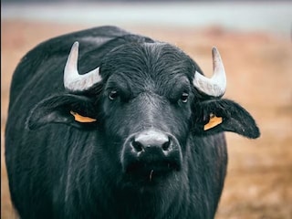 প্রতীকী ছবি৷ 