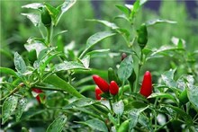 হাইব্রিড লঙ্কা চাষেই বেশি ফলন, লাভবান হচ্ছেন সুন্দরবনের কৃষকরা