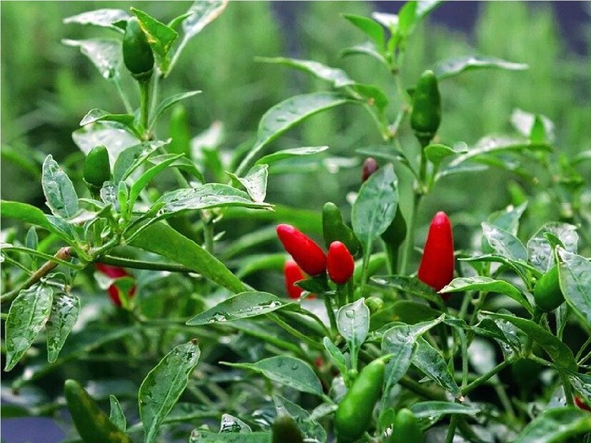 : বুলেট লঙ্কা চাষ এখন সুন্দরবনের আর এই চাষ করে লাভবান হচ্ছে কৃষক রা। অল্প সময়ে বেশি ফলন ফলিয়ে। সাধারণ লঙ্কাগাছে যেখানে আড়াই থেকে তিন মাসে ফল আসে সেখানে হাইব্রিড বুলেটে দু’মাসের আগেই ফলন ধরে৷ ফলনও তুলনায় অনেক বেশি পরিমাণে হয়৷ ফলে অল্প জমিতে অধিক ফলিয়ে বাড়তি লাভ হচ্ছে কৃষকদের।