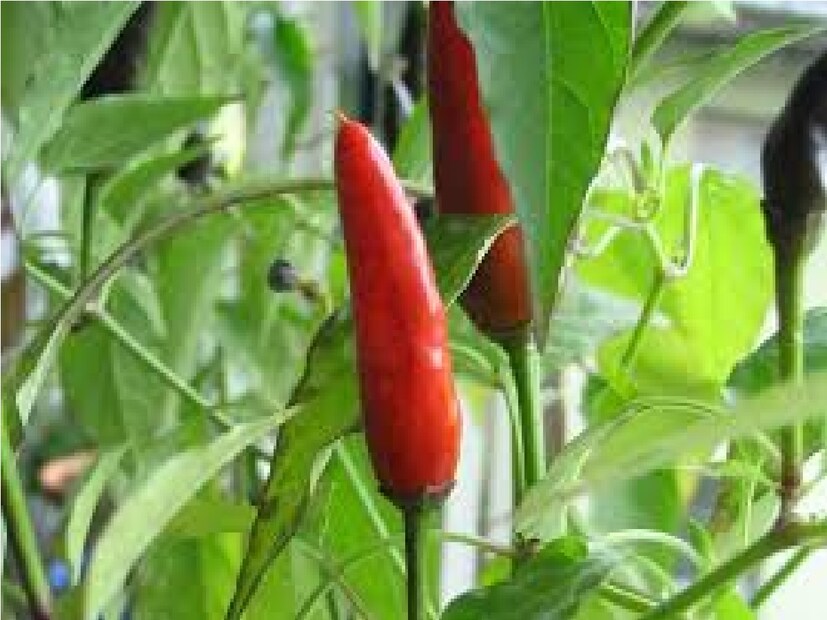 ঝাল লাল লঙ্কা চেনারও উপায় আছে। লঙ্কার রং গাঢ় লাল হলে ঝাল হওয়ার সম্ভাবনা অনেটাই কম থাকে। লাল লঙ্কার ক্ষেত্রে আবার যেগুলি হালকা রঙের সেগুলিতে ঝালের মাত্রা বেশি।