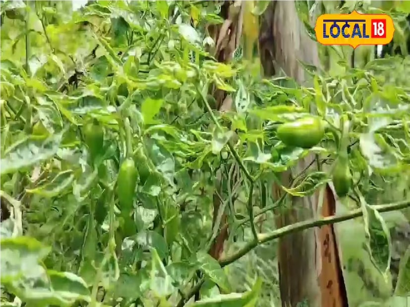 যেখানে অন্যান্য জাতের লঙ্কা তুলনায় বুলেট লঙ্কা পাইকারি বাজারে দাম প্রায় তিন ভাগের এক ভাগ দরে বিক্রি হচ্ছে। আর তাতেই অনেক বেশি মুনাফা এবং লাভ করছেন লঙ্কা চাষিরা। এখন বেশিরভাগ ক্ষেত্রে দেখা গিয়েছে প্রায় বাজারে বুলেট লঙ্কার চাহিদা অনেক বেড়েছে।