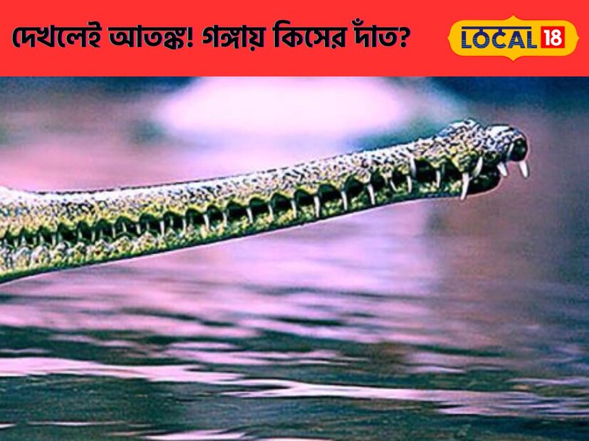 গঙ্গায় ভেসে বেড়াচ্ছেন তিনি আর আতঙ্ক ছড়িয়ে ডাঙায়। বিগত বেশ কিছুদিন ধরে হুগলির কোন্নগরও হিন্দমোটর এলাকার গঙ্গার ঘাটে ভেসে বেড়াতে দেখা যাচ্ছে বেশ কিছু মেছো কুমিরকে। যা নিয়ে আতঙ্ক ছড়িয়েছে আম জনতার মনে। কেউ কেউ দাবি করছেন একসঙ্গে তারা জলে দুটো মেছো কুমির দেখেছেন। (রাহী হালদার) গঙ্গায় ভেসে বেড়াচ্ছেন তিনি আর আতঙ্ক ছড়িয়ে ডাঙায়। বিগত বেশ কিছুদিন ধরে হুগলির কোন্নগরও হিন্দমোটর এলাকার গঙ্গার ঘাটে ভেসে বেড়াতে দেখা যাচ্ছে বেশ কিছু মেছো কুমিরকে। যা নিয়ে আতঙ্ক ছড়িয়েছে আম জনতার মনে। কেউ কেউ দাবি করছেন একসঙ্গে তারা জলে দুটো মেছো কুমির দেখেছেন। (রাহী হালদার)