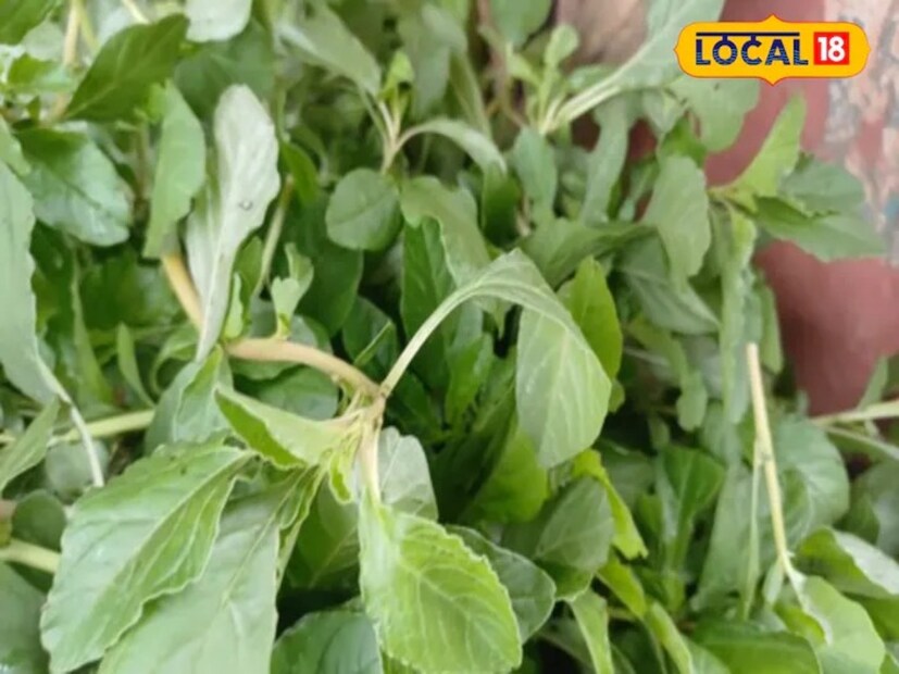 এখন বর্ষার মরশুম চলছে। বাজারে প্রচুর পরিমাণে পাওয়া যাচ্ছে সবুজ শাক-সবজি। আর সবুজ শাকসবজি তো স্বাস্থ্যের জন্য অত্যন্ত উপকারী। বিশেষ করে পালং শাক, মেথি শাক, ছোলা শাক কিংবা বেতো শাক - প্রতিটি শাকই পুষ্টিগুণে ভরপুর। তেমনই আয়রনের খনি, ক্যালসিয়ামের ভাণ্ডার হল নটে শাক৷ জেনে নেওয়া যাক এর গুণাগুণ৷
