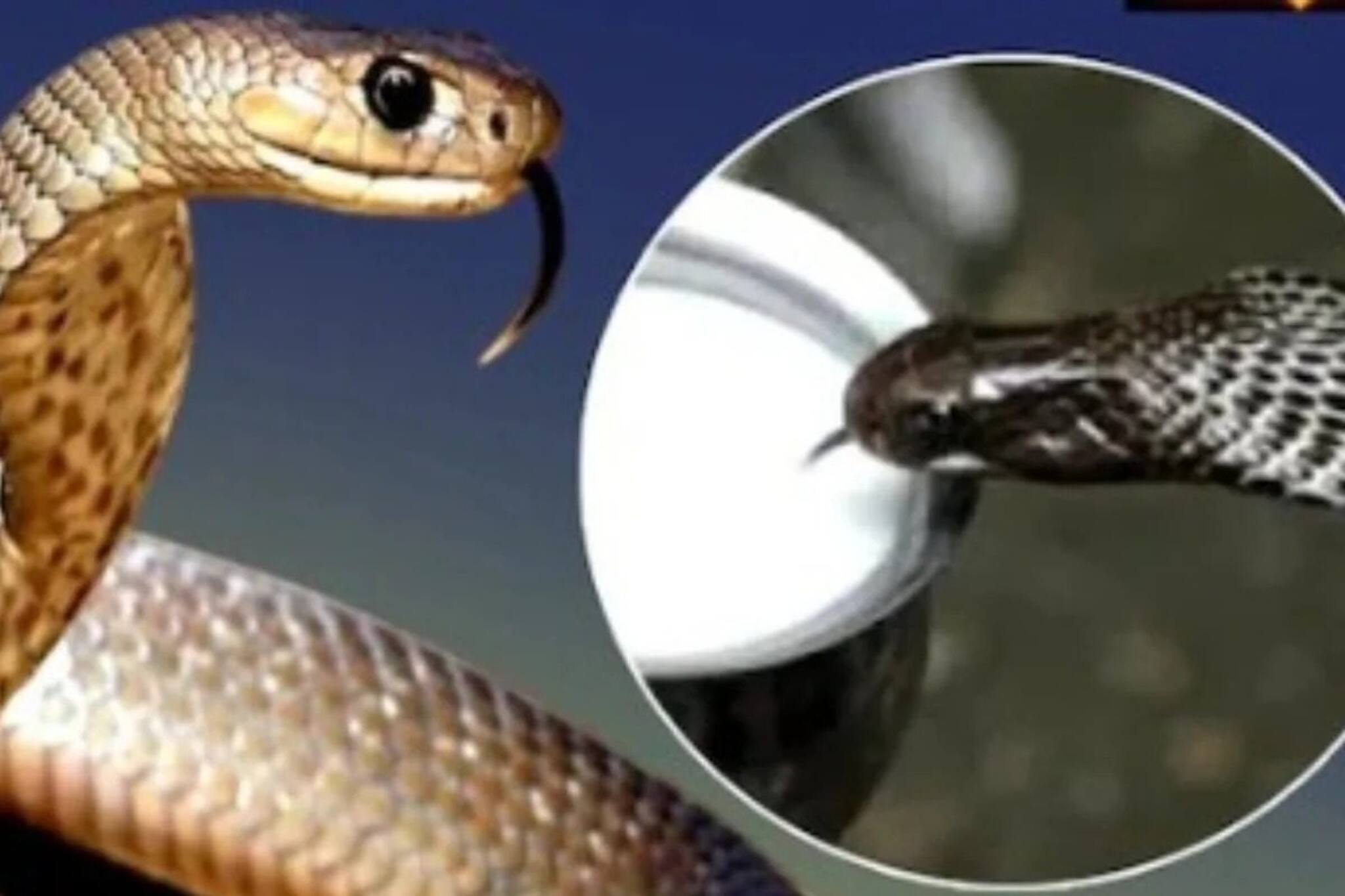 সাপের মহাশত্রু, সাক্ষাৎ যম 'এটি'...! নাগ পঞ্চমীতে ভুলেও করবেন না এই কাজ!