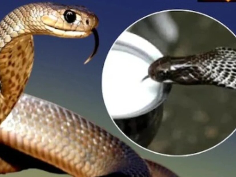 শাস্ত্রে উল্লেখ আছে যে সাপকে দুধ খাওয়ালে সর্প দেবতা খুশি হন। কিন্তু সাপকে দুধ খাওয়ানো নিয়ে শাস্ত্রে যে মতামত দেওয়া হয়েছে তা বিজ্ঞান মানে না। প্রাণীদের স্বভাব ও গুণাবলী নিয়ে কাজ করা বিশেষজ্ঞরা স্বীকার করেন যে সাপের শরীর দুধ পান করতে পারে, তাহলে তার অন্ত্রে সংক্রমণ ঘটে এবং দ্রুত মারা যায়। 
