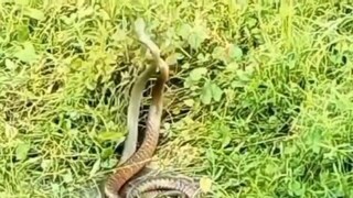 দুই সাপের শঙ্খ লাগা-র অর্থ কী জানেন? দুই সাপের শঙ্খ লাগা-র অর্থ কী জানেন?