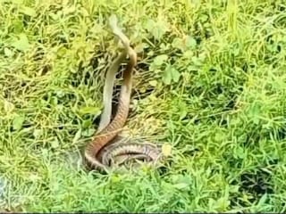 দুই সাপের শঙ্খ লাগা-র অর্থ কী জানেন? 