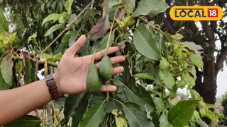 বিশ্বের সবথেকে শক্তিশালী ফল! সহজেই চাষ করে প্রচুর টাকা উপার্জন করাও সম্ভব বিশ্বের সবথেকে শক্তিশালী ফল! সহজেই চাষ করে প্রচুর টাকা উপার্জন করাও সম্ভব