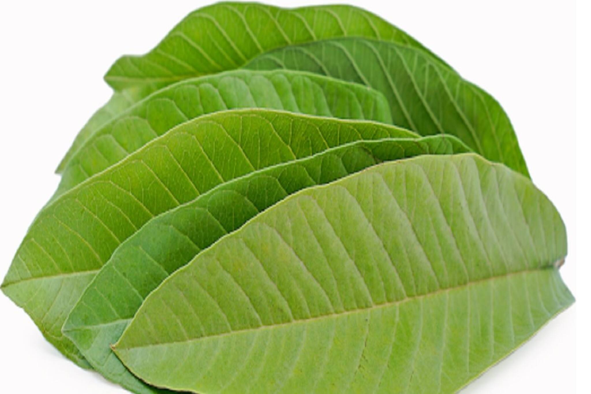 ঠেকায় ক্যানসারের মতো মারণরোগ! এই গাছের পাতা ঔষধিগুণে ভরপুর; কীভাবে খাবেন? জানুন