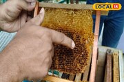 পোকায় নষ্ট করছে মৌচাক! নতুন সঙ্কটে সুন্দরবনের মৌ-চাষ