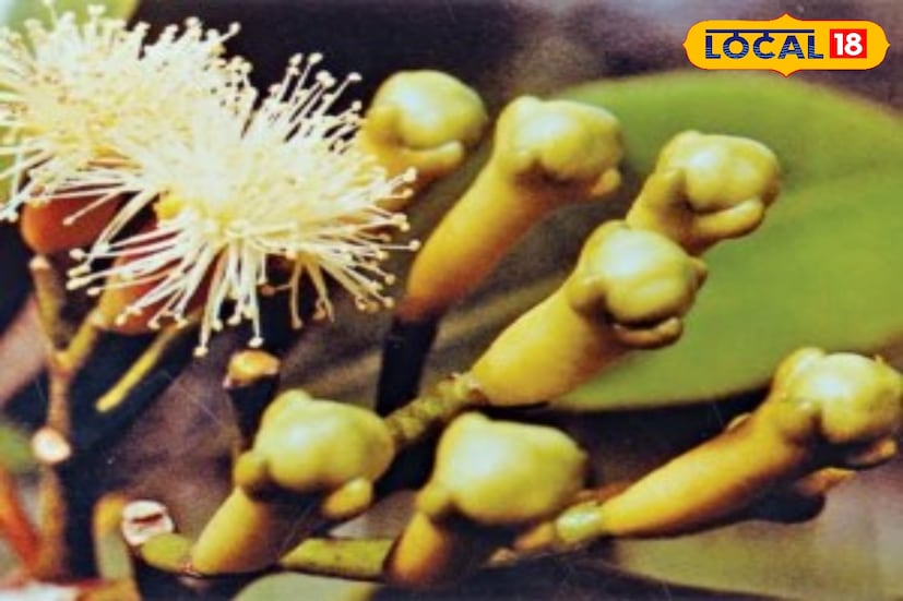 ডায়াবেটিস নিয়ন্ত্রণ এর জন্য লবঙ্গ খাওয়ার উপকারিতা অনেক রয়েছে।যেমন, রক্তে শর্করার মাত্রা কমাতে লবঙ্গের নাইজেরিসিন উপাদানটি দারুণ কাজ করে।তাই ডায়াবেটিসের রোগীরা এই রোগ নিয়ন্ত্রণের জন্য লবঙ্গ খাওয়ার অভ্যাস করতে পারেন।