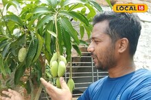 সারাবছর মিলবে রসালো সুস্বাদু আম, শুধু মেনে চলুন সহজ কিছু নিয়ম
