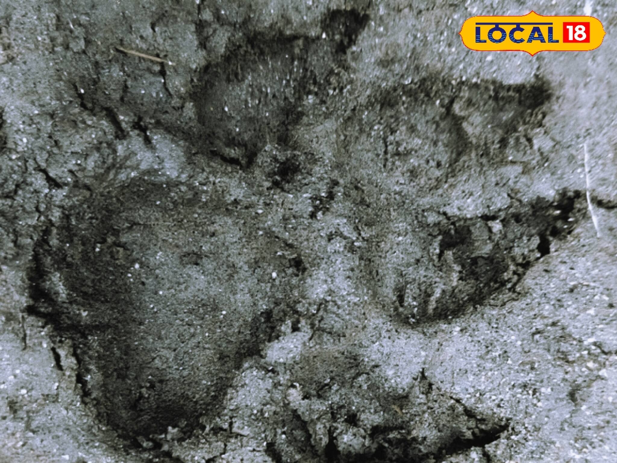 রাত বাড়তেই ভয়! কুকুদের চিৎকার! এলাকায় 'অজানা' জন্তুর পায়ের ছাপ, কে এল আচমকা