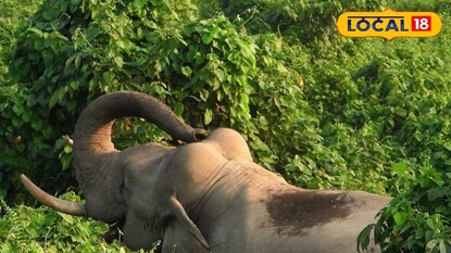 হাতি হাতি