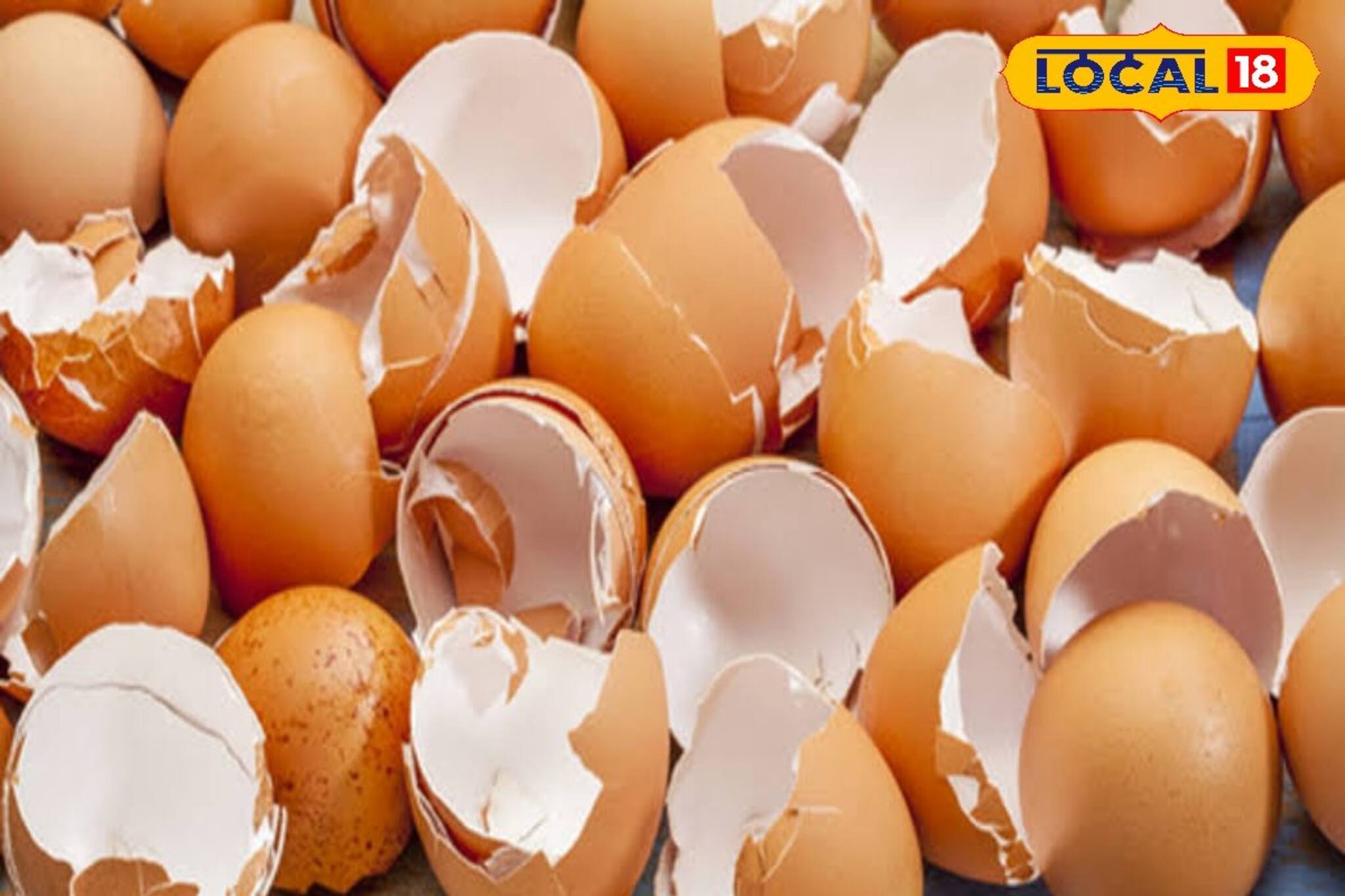 ডিম খেয়ে খোসা ফেলে দেন? রয়েছে হাজার গুণ! রোজকার ঘরের ৩ ‘কঠিন’ কাজের মুশকিলাসান