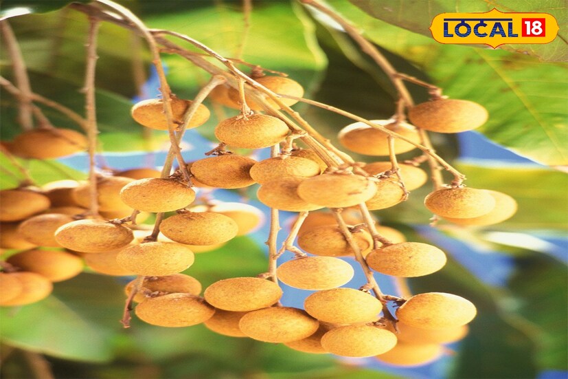 পাতলা খোসা ছাড়ালেই, লিচুর মত রসালো শাঁস। ভিতরে রয়েছে একটি বীজ। দুর্দান্তভাবে চাষ করছেন বাঁকুড়ার এক ফল চাষী।