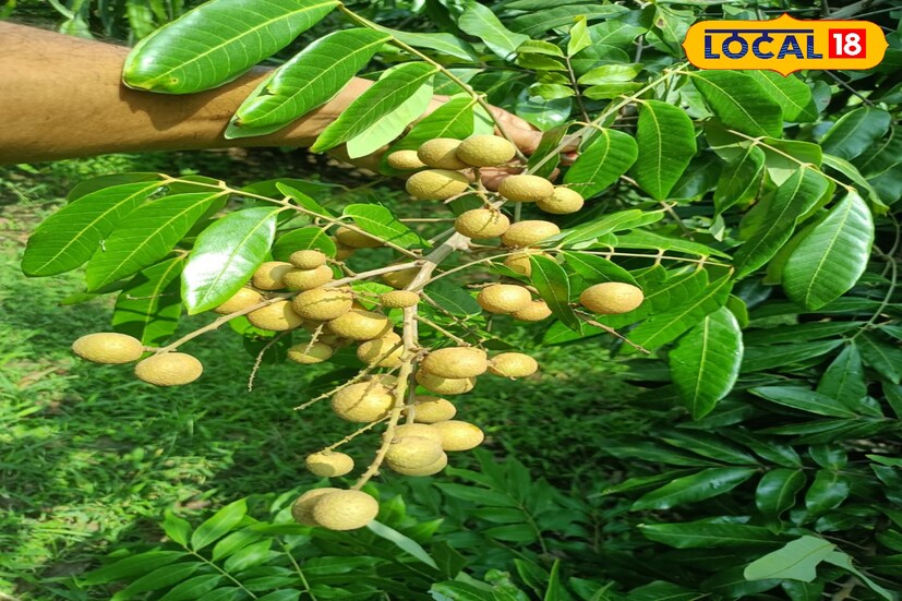 বিদেশি এই ফল বাঁকুড়ার মাটিতে ছড়িয়ে দিতে চান বাঁকুড়া এই চাষি। সেই কারণেই বাজারজাত করার পাশাপাশি আরও বিভিন্ন প্রজাতির লংগান চারা অর্ডার করেছেন তিনি।