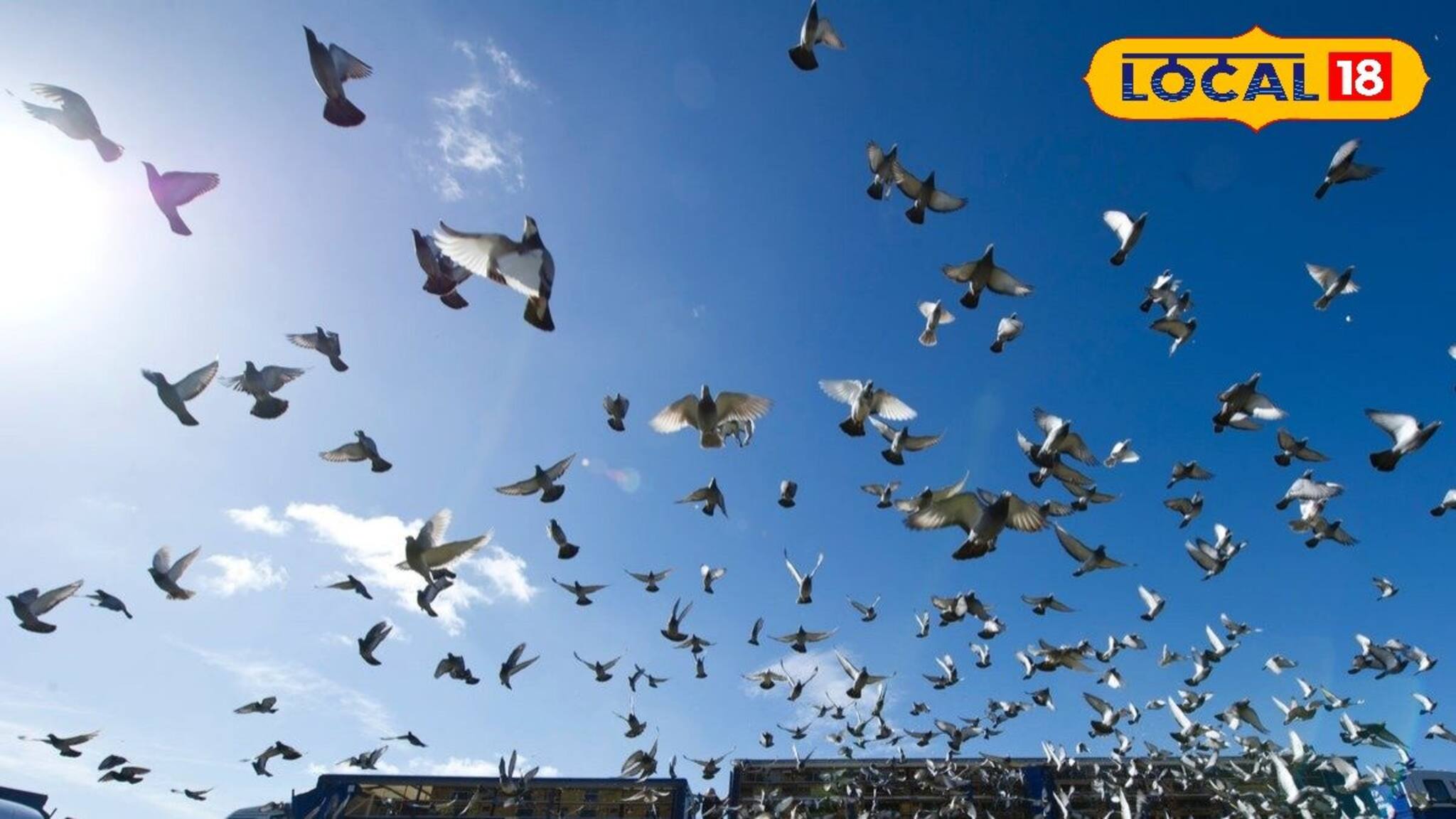 পায়রাদের উড়ান প্রতিযোগিতা! পেশায় সোফার কারিগরের উদ্যোগে সজীব এই প্রাচীন প্রথা