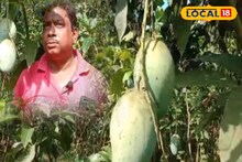 দেশি থেকে বিদেশি, ১৫০ প্রজাতির আম গাছ রয়েছে শিক্ষকের বাগানে
