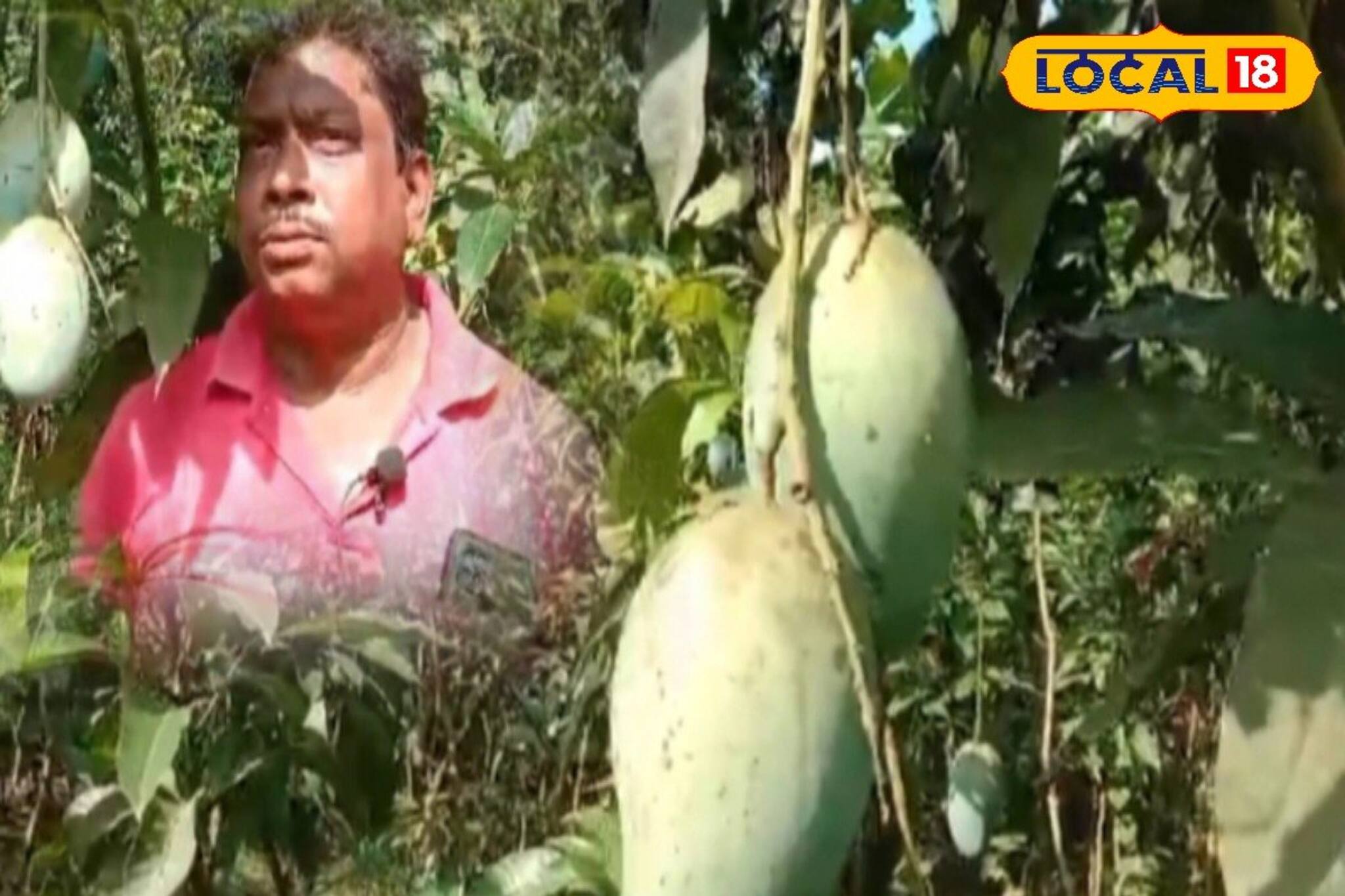 দেশি থেকে বিদেশি, ১৫০ প্রজাতির আম গাছ রয়েছে শিক্ষকের বাগানে