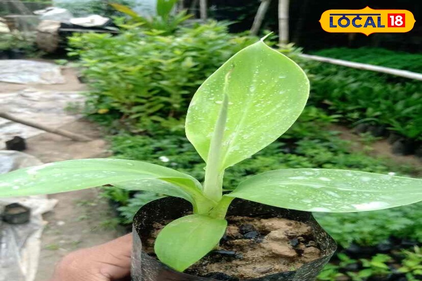 টিস্যু কালচার কলাবাগান স্থাপন করতে চাইলে মোট প্রকল্প খরচের ৪০ শতাংশ (৭৫:২০) অনুদান পাওয়া যাবে। দু'বছরে সর্বাধিক ৫০ হাজার টাকা হেক্টর প্রতি পাওয়া যাবে।